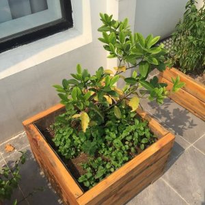Chậu gỗ trồng cây cao cấp Famifarm Simple Box hình vuông ( SB444)