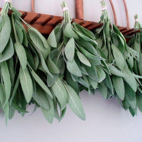 Hạt Giống Cây Xô Thơm (20H)- Hướng Dẫn Trồng Và Bảo Quản