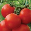 Hạt giống cà chua Florida-cà chua trồng trong chậu