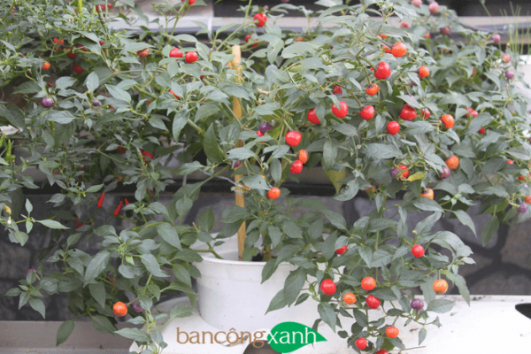 Trọn bộ hệ thống trồng cây thuỷ canh tĩnh Growbox Fruity-trồng cây rau ăn trái