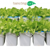 Trọn bộ hệ thống trồng cây thuỷ canh tĩnh Growbox Leafy-trồng rau ăn lá