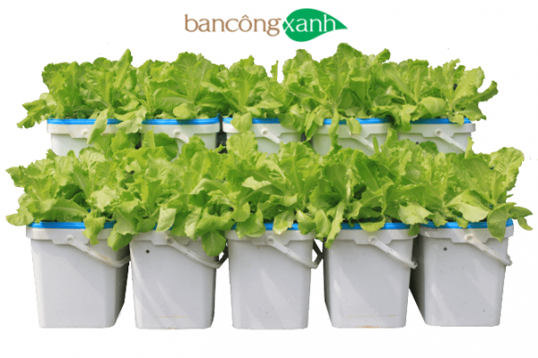 Trọn bộ hệ thống trồng cây thuỷ canh tĩnh Growbox Leafy-trồng rau ăn lá