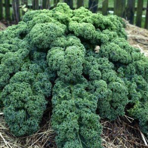 Hạt giống Cải xoăn Kale xanh lá (1)