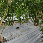 cách trồng ớt với màng phủ nông nghiệp