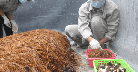 Phương pháp trồng nấm rơm trong nhà đem lại kinh tế cao tại Nghệ An