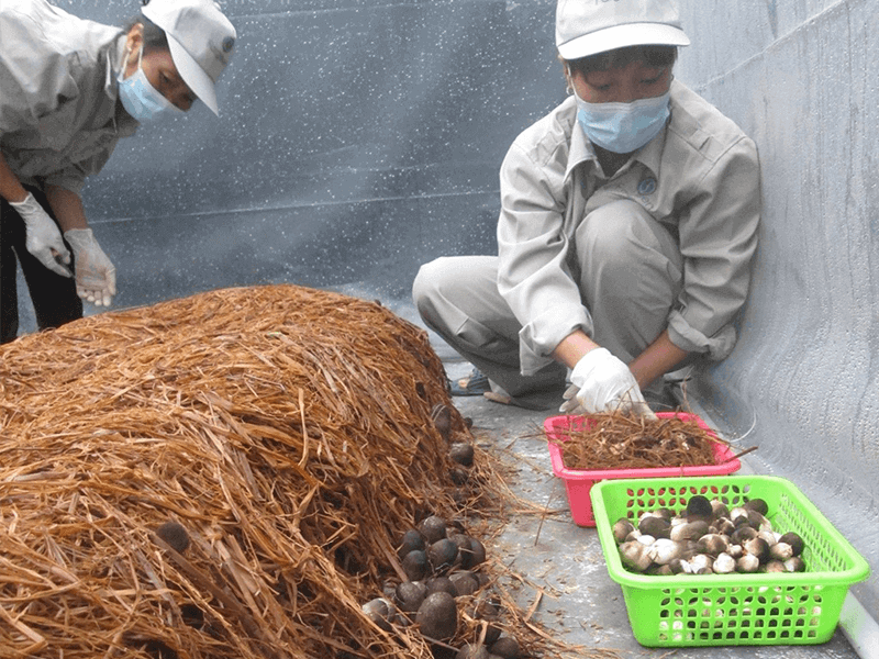 Kỹ thuật trồng Nấm Bào Ngư đúng cách để đạt sản lượng tốt