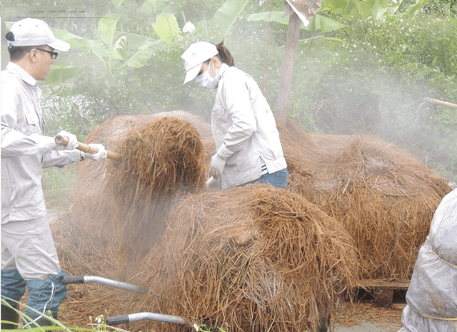 Xử lý rơm là việc rất quan trọng để tạo môi trường cho nấm phát triển