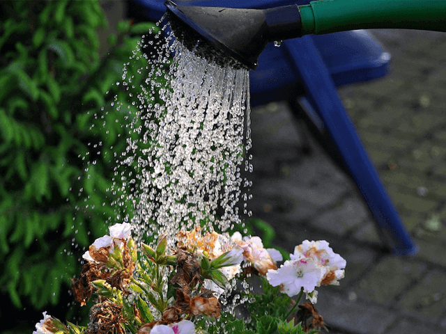 Bí quyết tưới nước cho cây trồng trong chậu