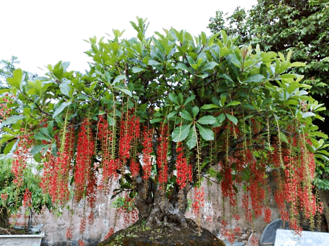 Cây Lộc Vừng bonsai