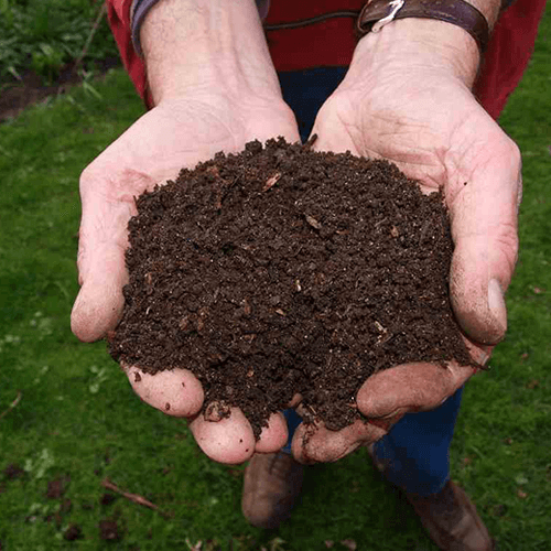 Cách ủ phân dê bón cây trồng